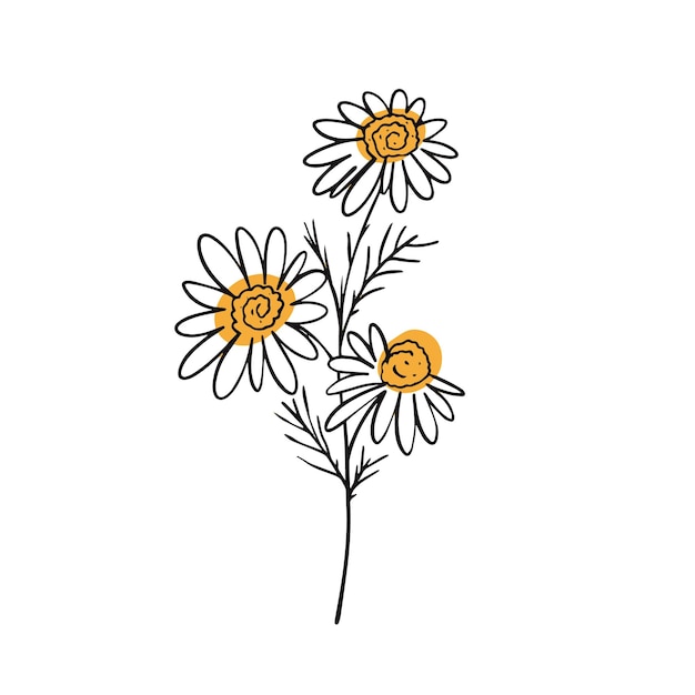 Plik wektorowy kwiat rumianku roślina kwiatowa w stylu odręcznym ilustracji wektorowych