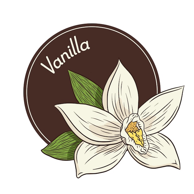 Plik wektorowy kwiat wanilii logo i szablon godła. ilustracja wektorowa kwiat wanilii na logo, etykiety, naklejki i nadruki, menu, aromat, spa i projektowanie produktów do pielęgnacji urody. wektor premium