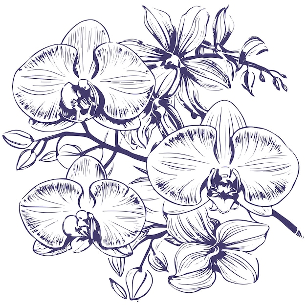 Plik wektorowy kwiat wektorowy orchidee