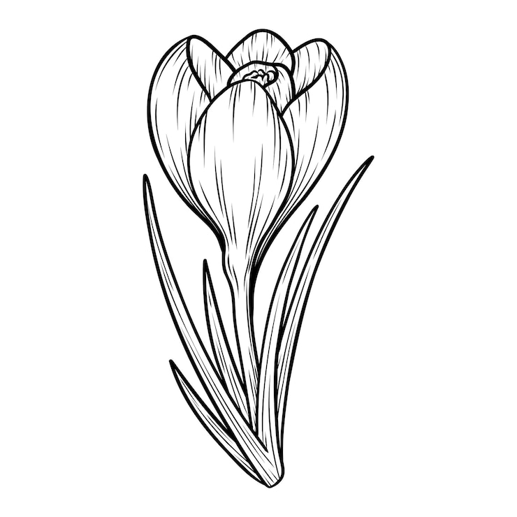 Wektor kwiat wiosenny krokus sztuka rysunek szkic szafran rysunek wektorowy ilustracja dzikich kwiatów ręcznie narysowana sztuka botaniczna izolowany element projektowy do kolorowania książki wzór tła logo