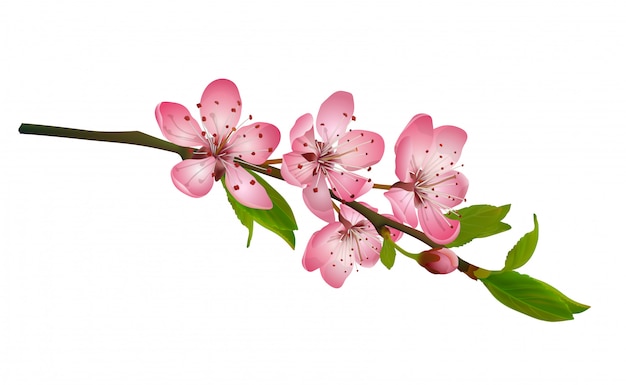 Kwiat wiśni, sakura kwiaty na białym tle