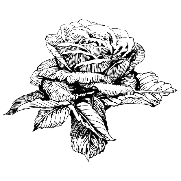 Kwiatowy Kwiat Botaniczny. Ilustracja Na Białym Tle