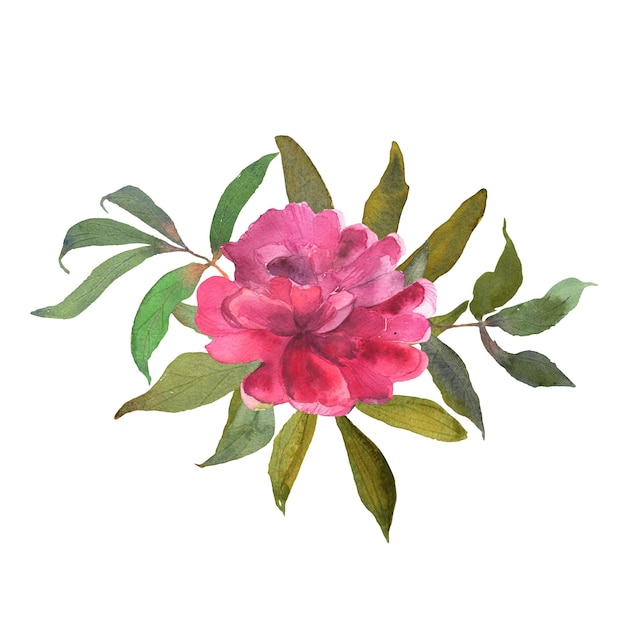 Kwiatowy Zestaw Akwareli Z Różową Piwonią Kompozycje Botaniczne Z Kwiatami I Liśćmi
