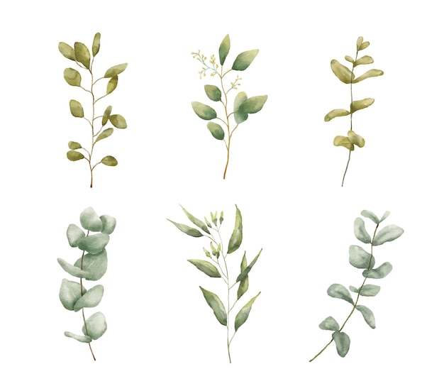 Kwiatowy zestaw gałęzi eukaliptusa akwarela