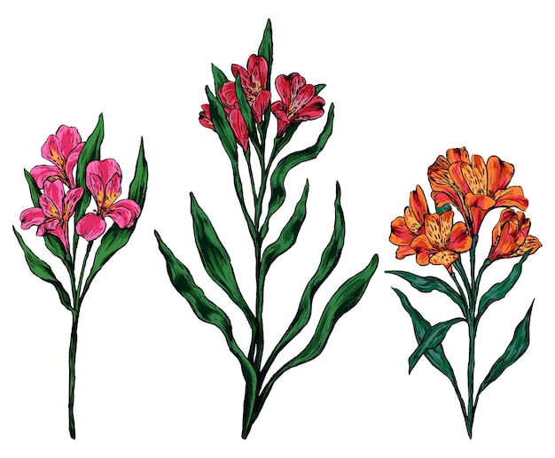 Kwiaty Alstremerii. Kolekcja Roślin Tropikalnych. Ręcznie Rysowane Ilustracji Wektorowych. Vintage Szkice Botaniczne Na Białym Tle.