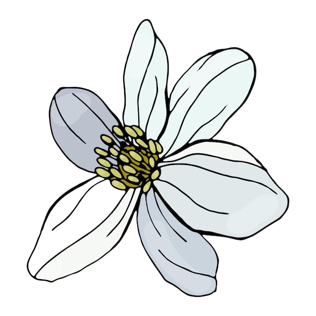 Kwiaty Anemonu Elementy Botaniczne Na Białym Tle Rośliny Są Rysowane Ręcznie Ołówkiem Styl Vintage Design Dla Pocztówek Odzież Logo Szablon Wydruku