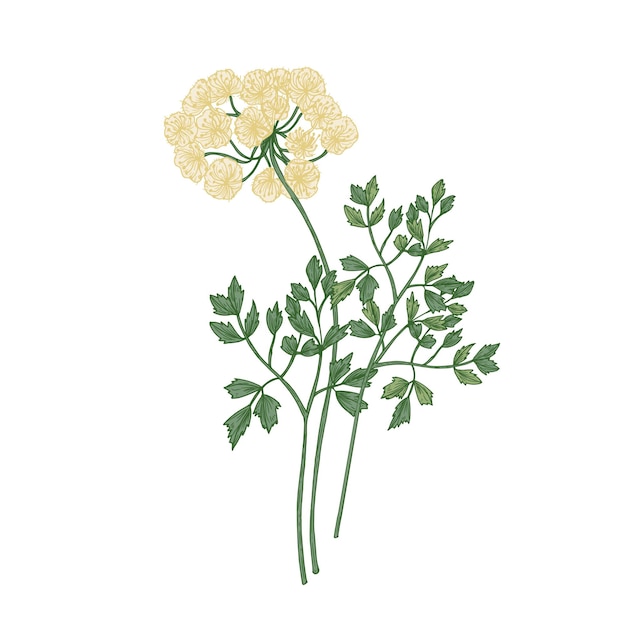Plik wektorowy kwiaty galbanum na białym tle