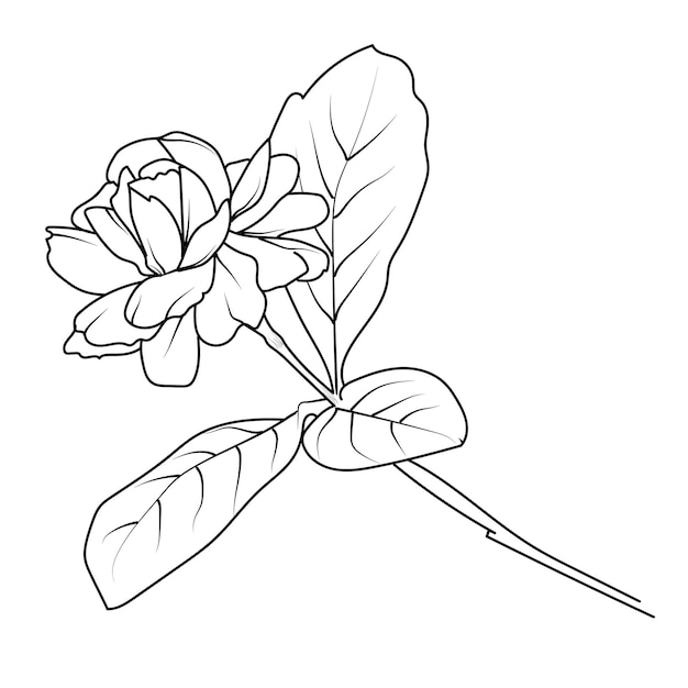 kwiaty jasminu bukiet jasminu rysowany jasmin clipart ilustracja czarno-biała