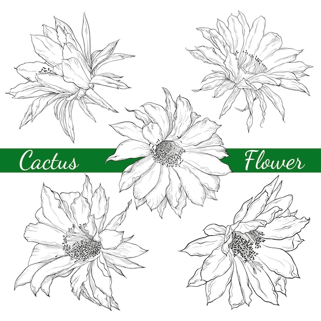 Kwiaty Kaktusa Wektor Zestaw Różnych Czarno-białych Kwiatów Kaktusa W Stylu Vintage Sketch