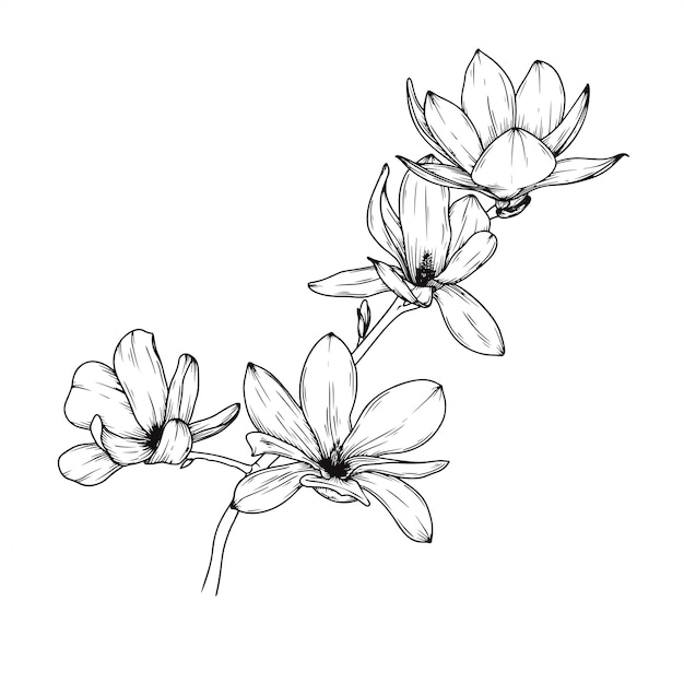 Plik wektorowy kwiaty magnolii
