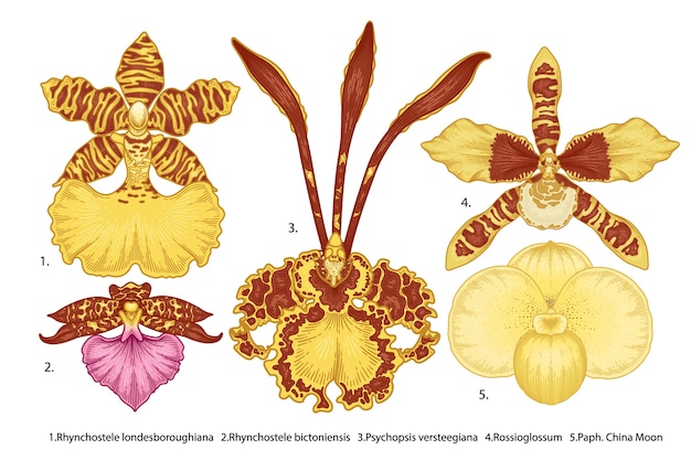 Kwiaty Orchidei Zestaw Na Białym Tle