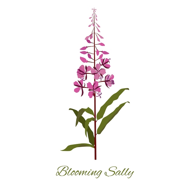 Plik wektorowy kwitnąca dzika roślina zielna sally z fioletowymi kwiatami na białym, odosobnionym tle