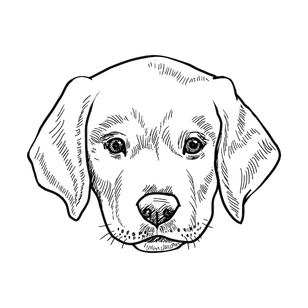 Plik wektorowy labrador pies szczeniak wektor linii pióro szkic ilustracji