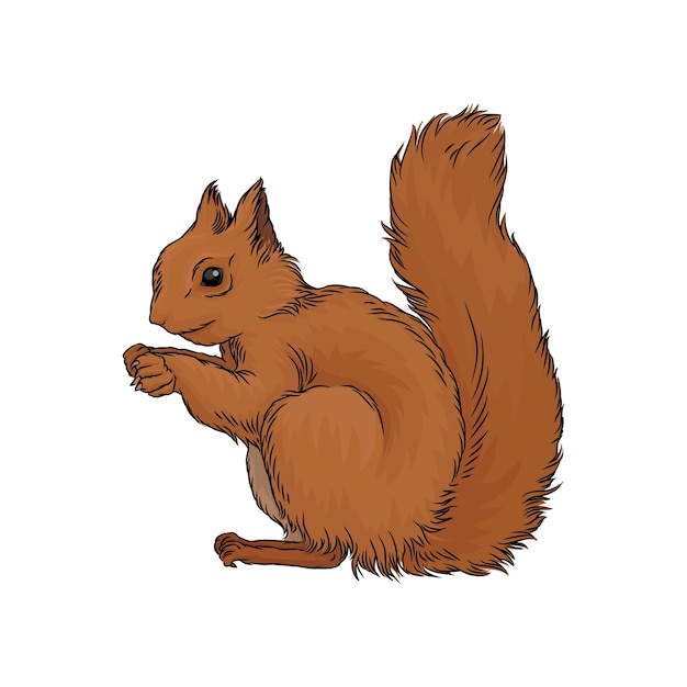 Plik wektorowy Ładny wiewiórka czerwona dzikich lasów zwierząt wektor ilustracja na białym tle