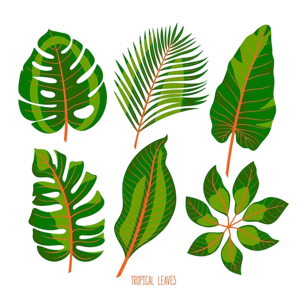 Plik wektorowy Ładny zestaw różnych zielonych liści tropikalnych na białym tle