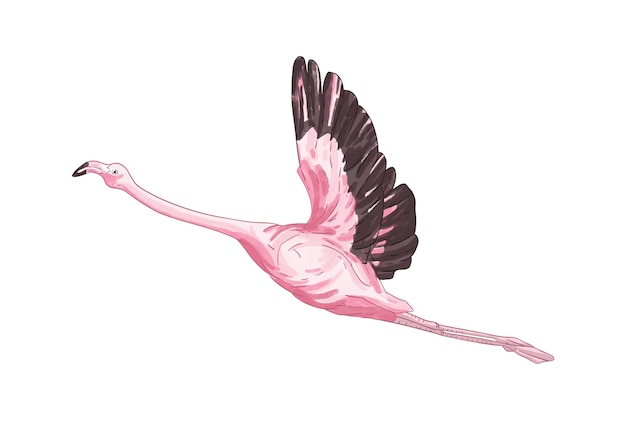 Latająca Ilustracja Flaminga
