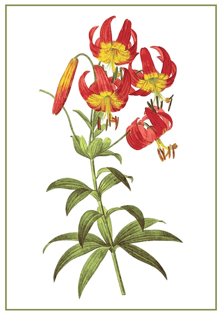 Lilium