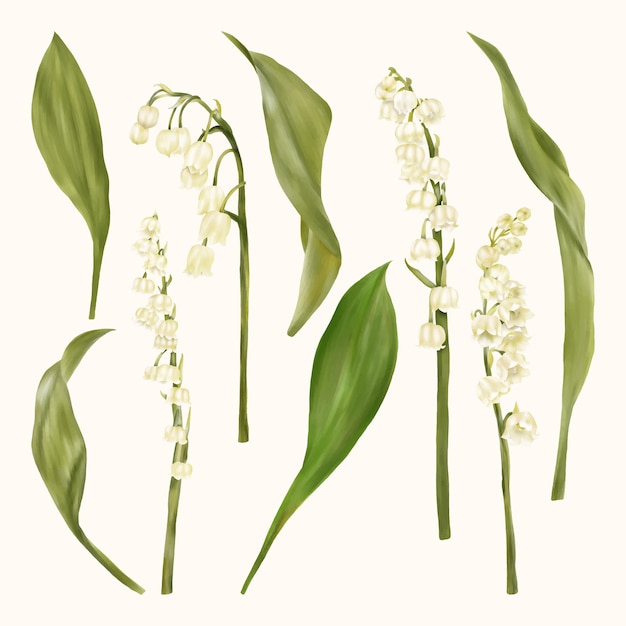 Lily Of The Valley Białe kwiaty