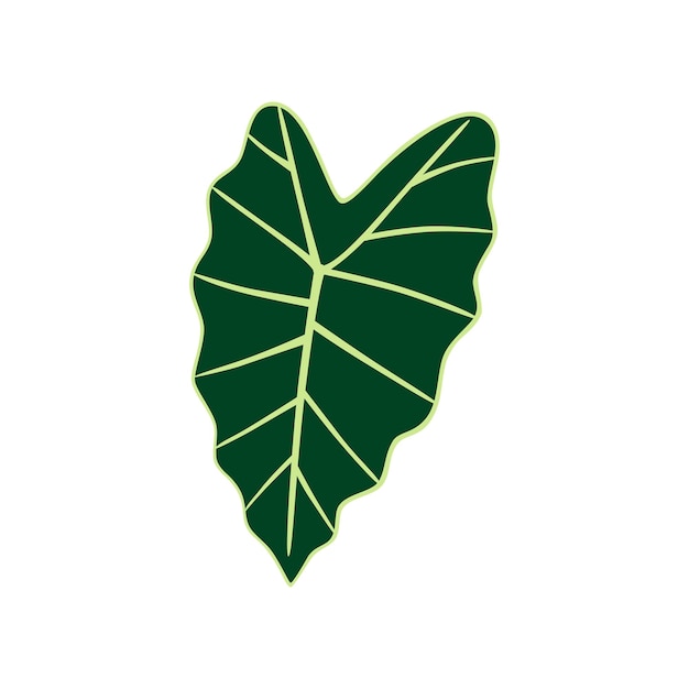 Liść Alocasia Polly Egzotyczna roślina Wektor ilustracja na białym tle