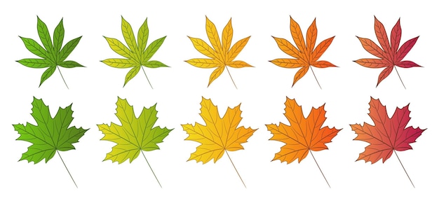 Plik wektorowy liść klonu i japoński czerwony liść klonu. zestaw jesiennych kolorów. pojedyncze liście na białym tle