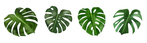 Liść rośliny Monstera Deliciosa z lasów tropikalnych na białym tle na banery reklamowe