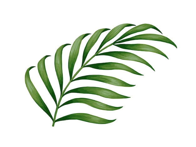 Liść wektora palmy tropikalnej dżungli Realistyczne ręcznie rysowane ilustracja izolowane na białym