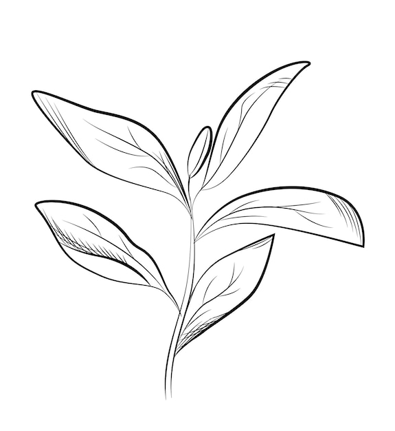 Liście Herbaty Ręcznie Rysowane Ilustracji Wektorowych