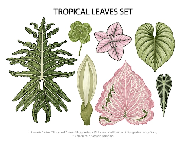 Plik wektorowy liście zestaw ilustracji botanicznych, tropikalna egzotyczna roślina, liście dżungli na białym tle.