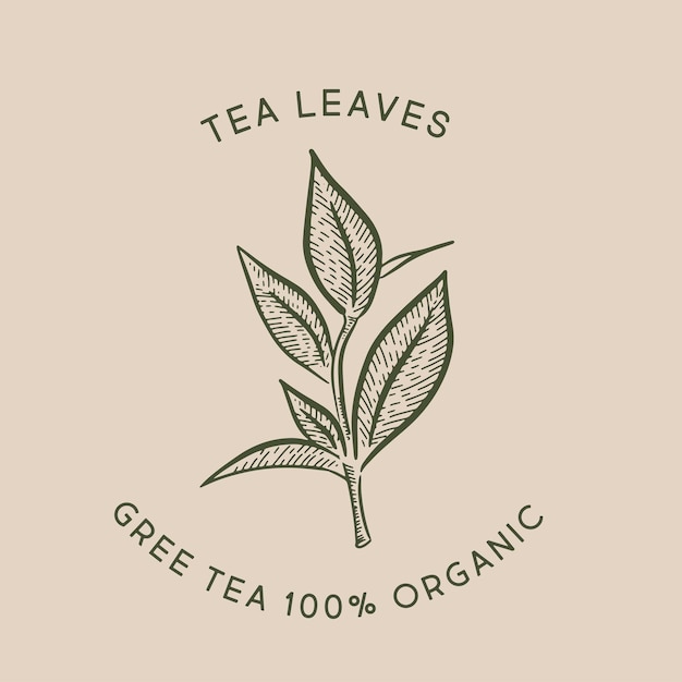 Liście zielonej herbaty Ręcznie rysowane wektor