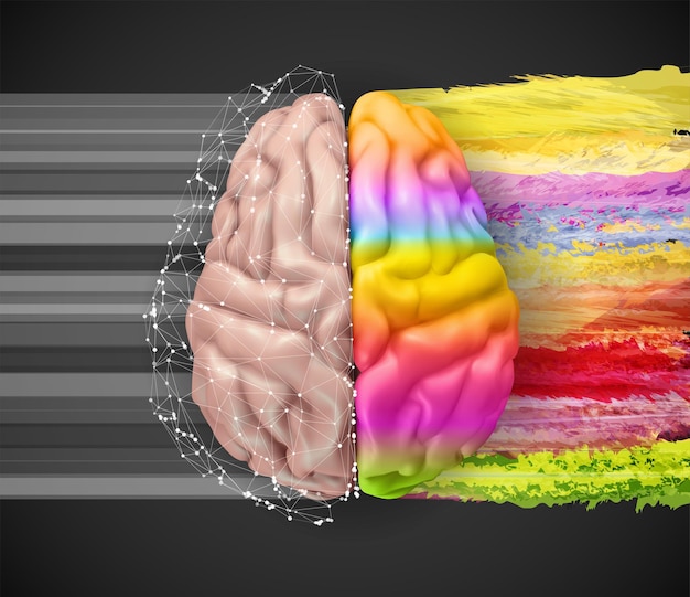 Plik wektorowy logiczna i kreatywna półkula ludzkiego mózgu wektorowego uczenie się jasnych kolorów i rozwój osobisty