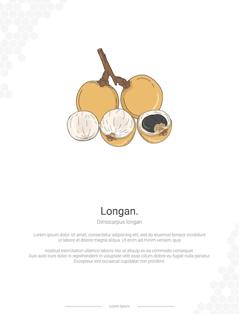 Longan Dimocarpus Longan Ilustracja Dekoracji ściennej Pomysły Lub Plakat