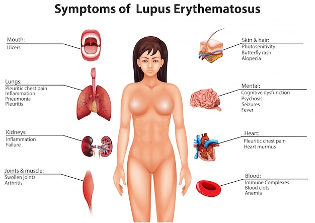 Ludzka Anatomia I Organy