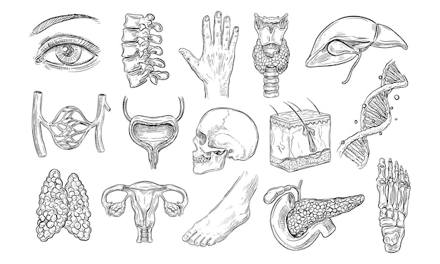 Plik wektorowy ludzka anatomia ręcznie narysowana kolekcja