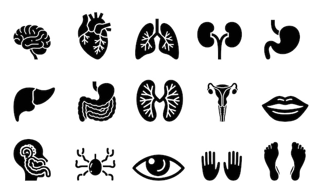Ludzka anatomia sylwetki narządów i części ciała z ilustracji wektorowej