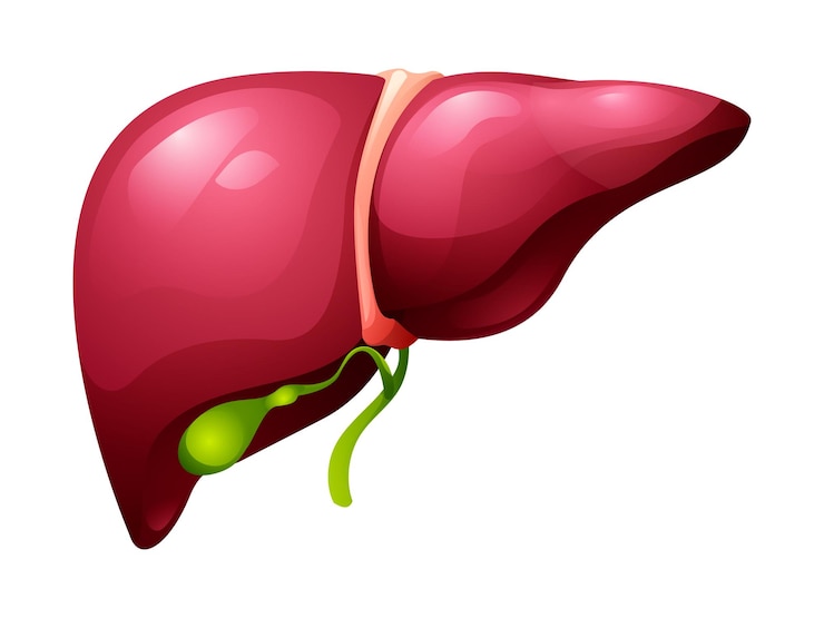 Wektor ludzka wątroba i pęcherz żółciowy anatomia narządów wewnętrznych ilustracja wektorowa wyizolowana na białym