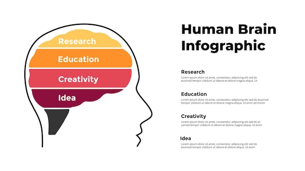 Ludzki Mózg Infografika Generowanie Nowych Pomysłów Badania 4 Opcje Wykres Banerowy Koncepcja Edukacji