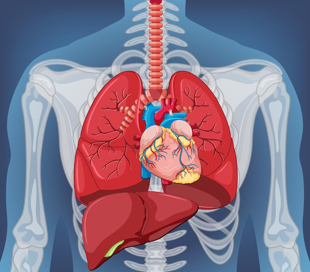 Ludzki Narząd Wewnętrzny Z Płucami