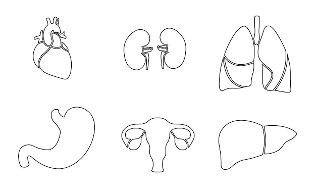 Ludzki organ ikona symbol medycyna logo zestaw Serce nerki płuca macica żołądek wątroba innowacje medyczne linia sztuki centrum wektor ilustracja nauka