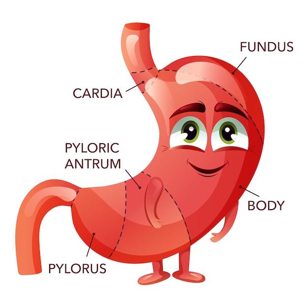 Ludzki żołądek Postać z kreskówki żołądek z twarzą Medyczny, edukacyjny diagram anatomiczny Ilustracja wektorowa izolowana na białym tle Styl kreskówki