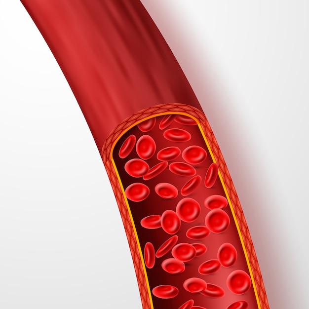 Plik wektorowy ludzkie naczynie krwionośne z czerwonymi krwinkami.