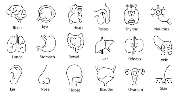 Plik wektorowy ludzkie narządy wewnętrzne. szkic wektor ilustracja na białym tle. ręcznie rysowane doodle zestaw symboli anatomii