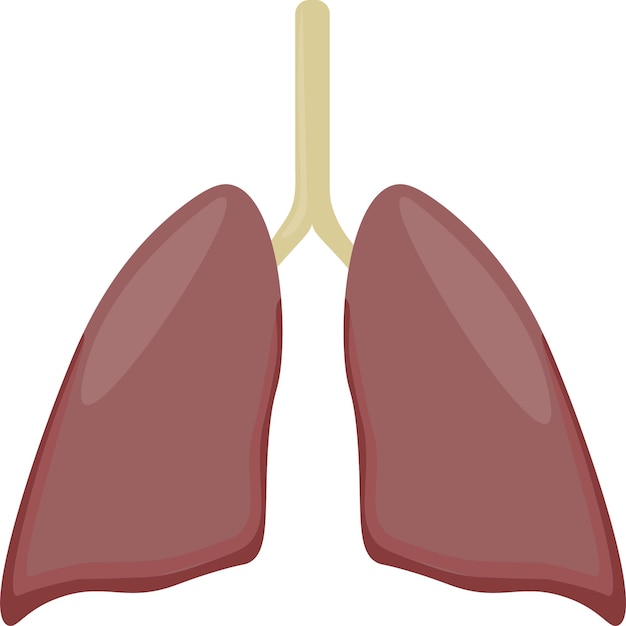 Plik wektorowy ludzkie narządy zdrowe płuca na białym tle