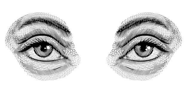 Ludzkie Oczy W Stylu Vintage Kobiecy Wygląd I Brwi Układ Wzrokowy Składniki Narządów Zmysłów Ręcznie Rysowany Grawerowany Szkic Przedmiotu Fizjologia Lub Anatomia