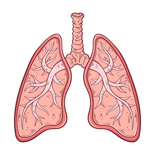 Ludzkie płuca z tchawicy i oskrzeli ręcznie rysowane kreskówka prosta ilustracja wektorowa