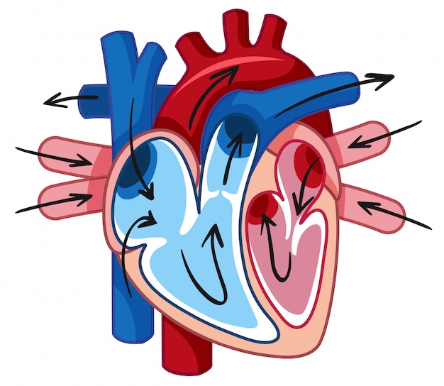 Ludzkie Serce I Naczynie Krwionośne