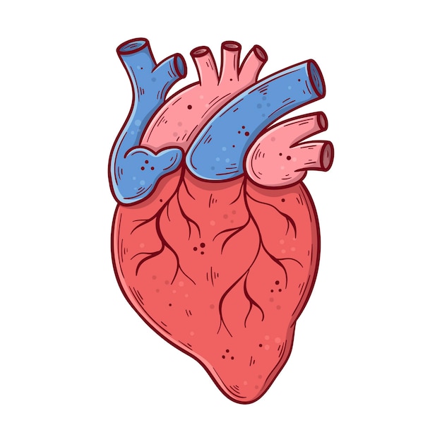 Ludzkie Serce Ręcznie Rysowane Kreskówka Prosta Ilustracja Wektorowa