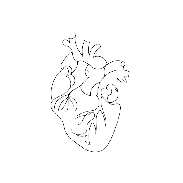 Plik wektorowy ludzkie serce z naczyniami krwionośnymi jedna linia ciągła linia ludzkiego serca narządów wewnętrznych