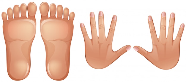 Ludzkie Stopy Anatomii I Ręce
