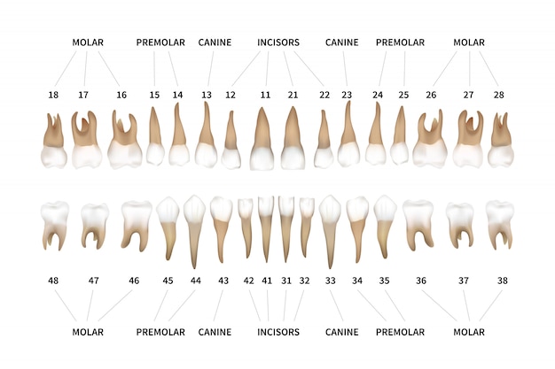 Ludzkie Uzębienie Pełny Plansza Wykres Z Numerami Zębów Dla Górnej I Dolnej Szczęki Na Białym Tle