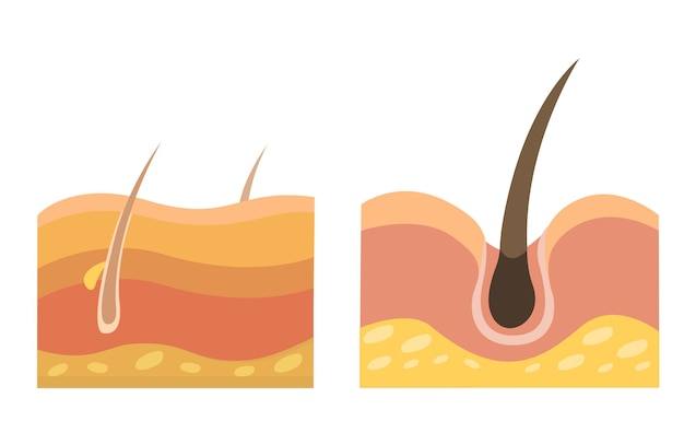 Plik wektorowy ludzkie włosy i skóra anatomia medyczny i opieka zdrowotna symbol ilustracja wektor